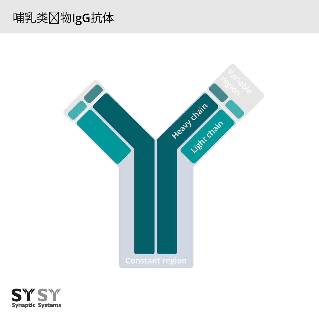 哺乳动物IgG型抗体包含两条重链和两条轻链。所有重链和轻链都包含一个物种特异的恒定区和一个可变序列区，由此来识别目标。