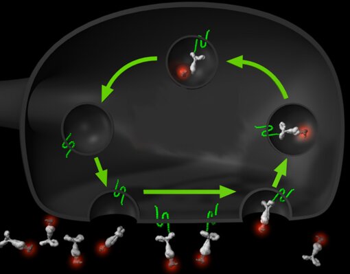 Labeling of recycling synaptic vesicles with fluorochromated antibodies directed against luminal epitopes of synaptic vesicle proteins