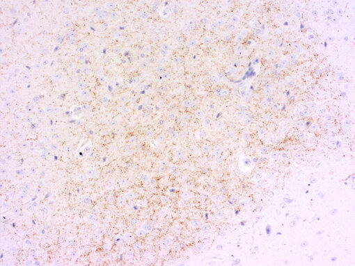 ndirect immunostaining of PFA fixed mouse hypothalamus section with guinea pig anti-Galanin antibody