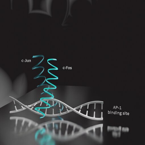 Figure 1: llustration of the transcription factor c-Fos/c-Jun bound to DNA (AP-1 binding site)