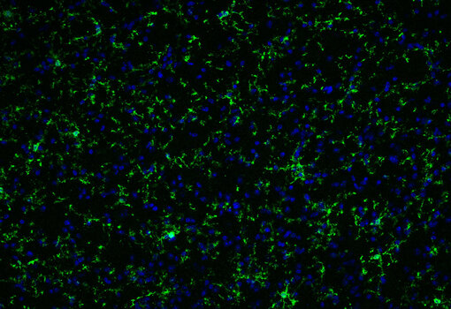 Indirect immunostaining of methanol postfixed mouse brain fresh frozen section with mouse anti-P2Y12 antibody