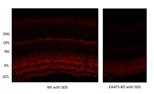 Indirect immunostaining of EAAT5 in mouse retina of wildtype (WT) and knockout (KO) animals