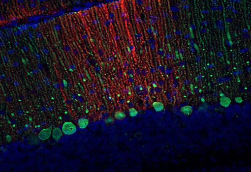 Indirect immunostaining of a formaldehyde fixed mouse cerebellum section (coronal) rabbit anti-EAAT4 antibody