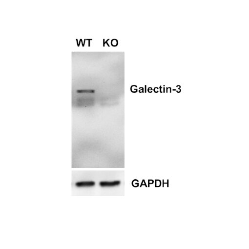 Detection of Galectin-3 in Galectin-3 WT and KO neuronal retina lysates with rat monoclonal anti-Galectin-3 antibody